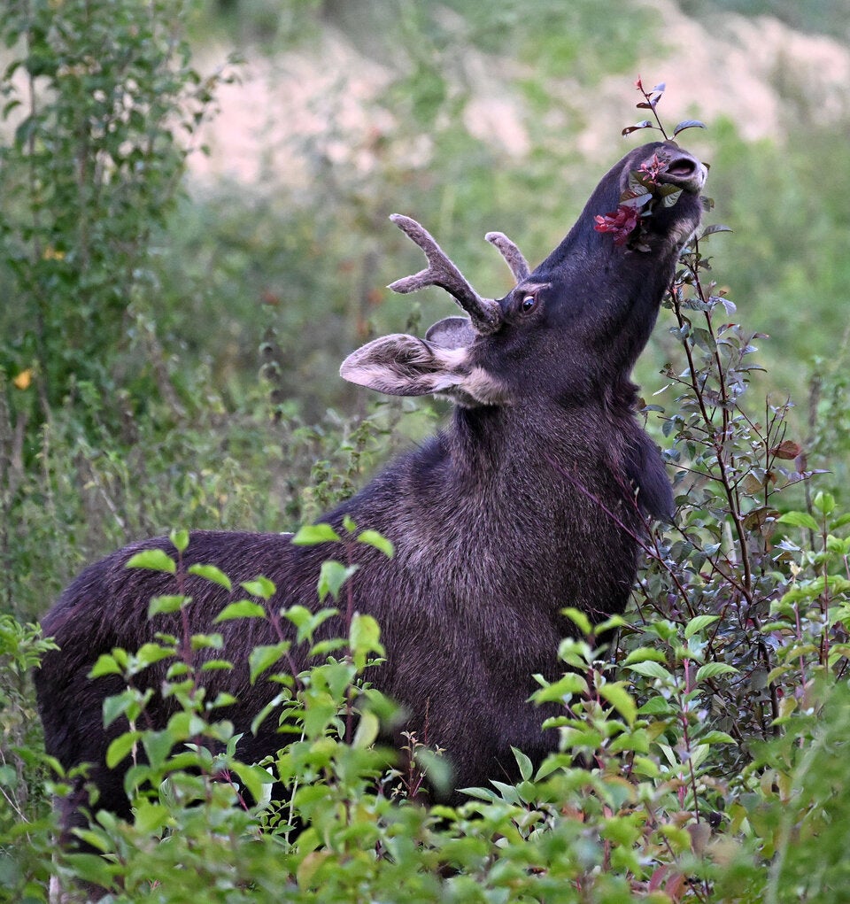 Elch Emil in St. Pölten