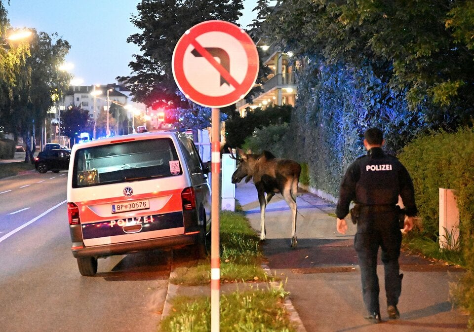 Elch Emil in St. Pölten