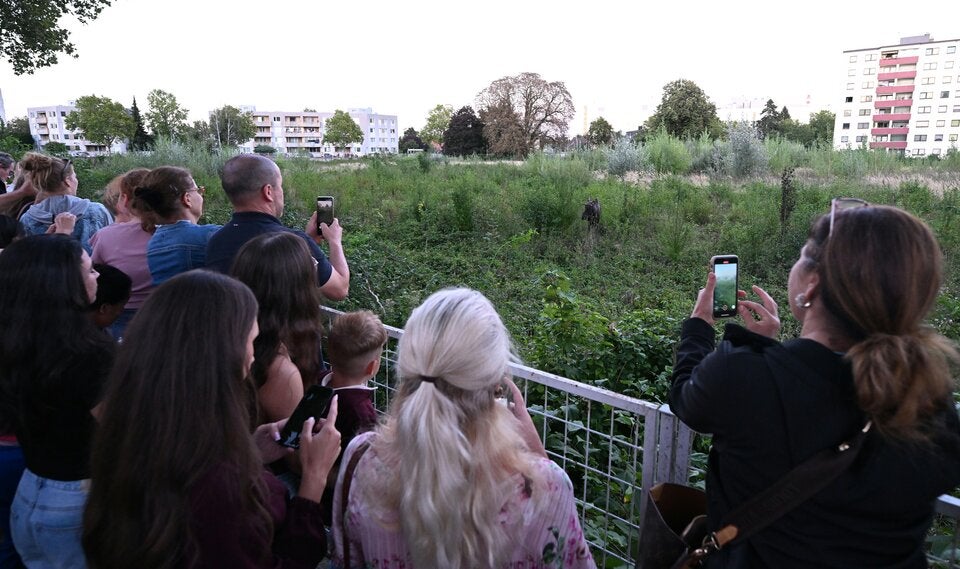 Elch Emil in St. Pölten