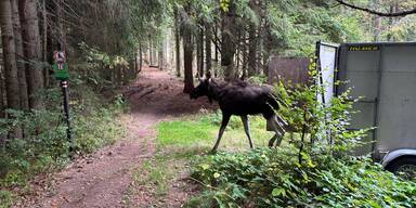 "Elch Emil live" &ndash; Schweden lieben DIESE neue TV-Show