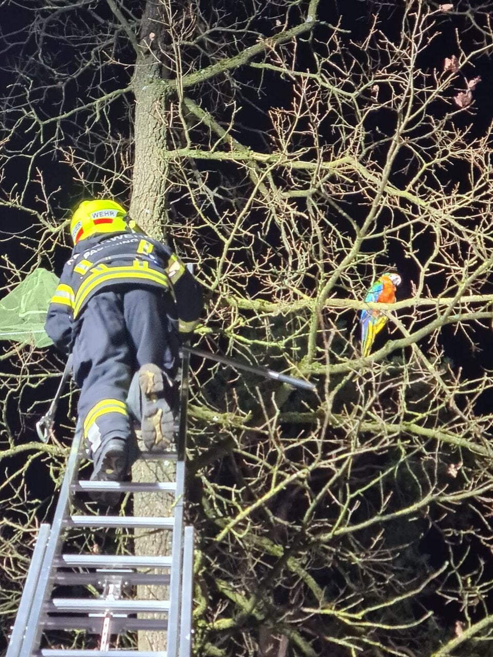Feuerwehr rückte zur Papagei-Rettung aus