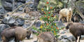 Weihnachten in der Schönbrunner Gebirgstier-WG