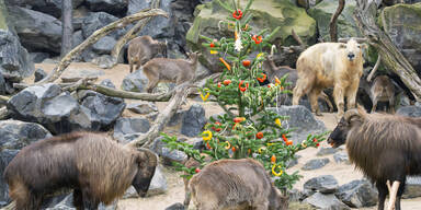Weihnachten in der Sch&ouml;nbrunner Gebirgstier-WG