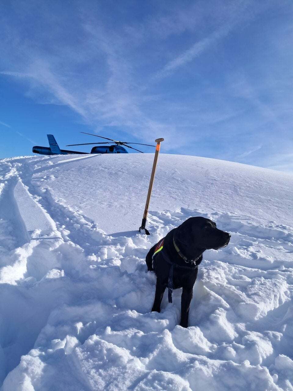 Ein Hund der Hundestaffel am Samstag, anlässlich des Lawinenabgangs am Finsterkopf (Großarltal).