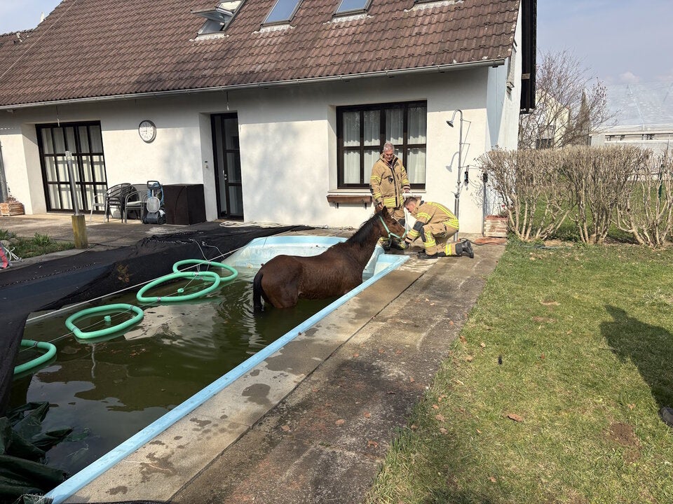 Ein in einen Pool gestürztes Pferd
