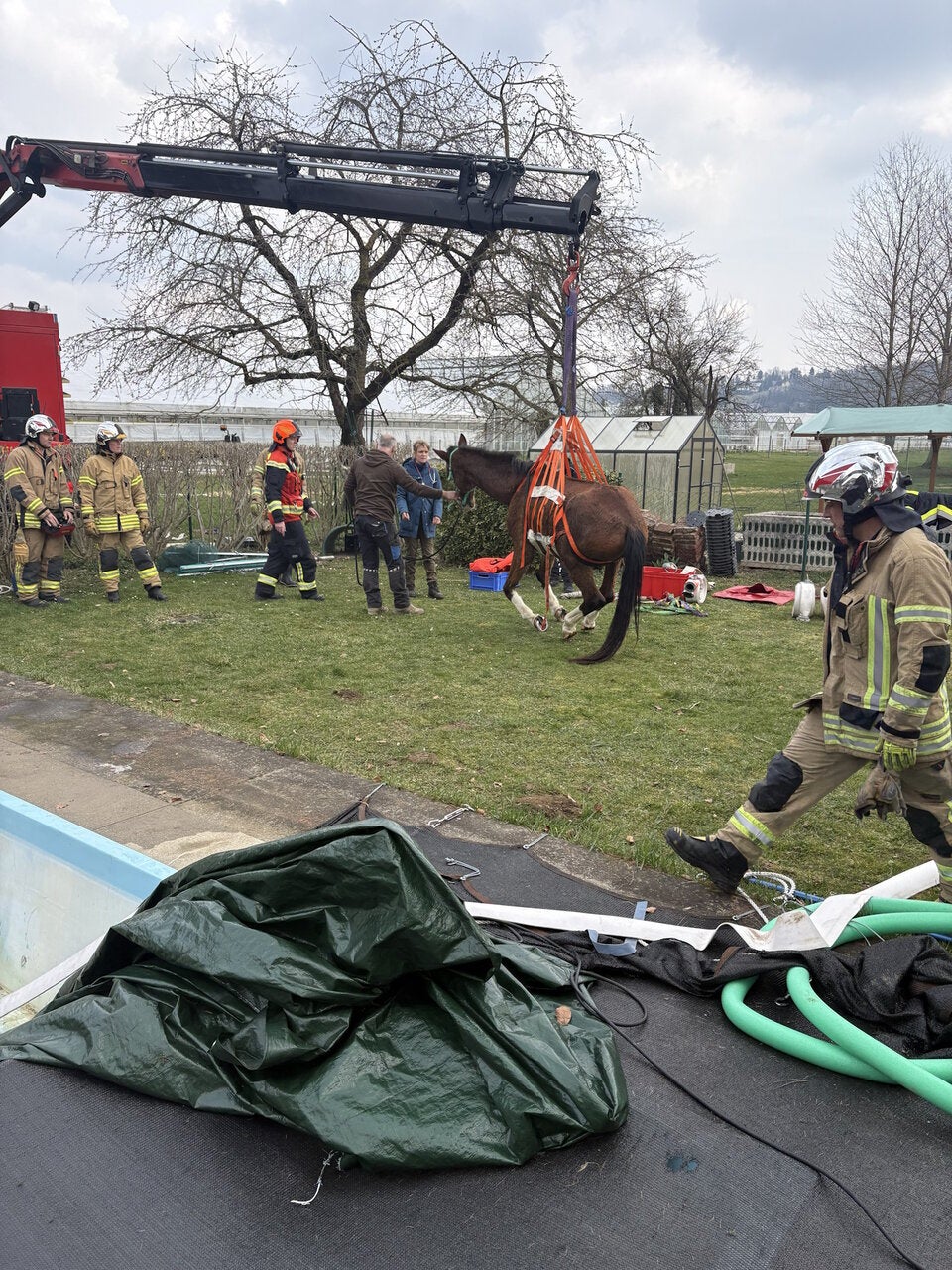 Ein in einen Pool gestürztes Pferd