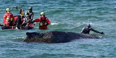 Sorge um Wal "Timmy" &ndash; jetzt wird das Wasser knapp