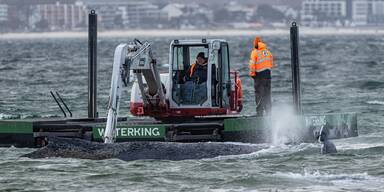 &Uuml;berlebenskampf! Rettung von gestrandetem Wal abgebrochen