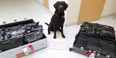 Jerry Diensthund Schwechat Flughafen Drogen