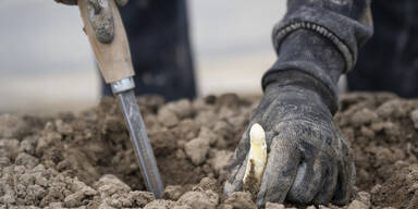 Spargel-Boom startet &ndash; aber Krieg verteuert alles