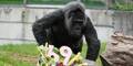 Ältester Gorilla der Welt feiert 69. Geburtstag