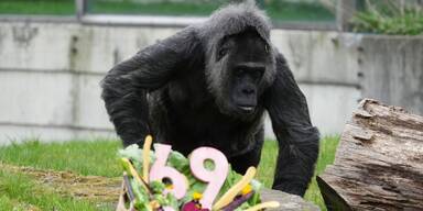 &Auml;ltester Gorilla der Welt feiert 69. Geburtstag