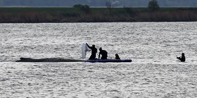 Rettung von Buckelwal Timmy