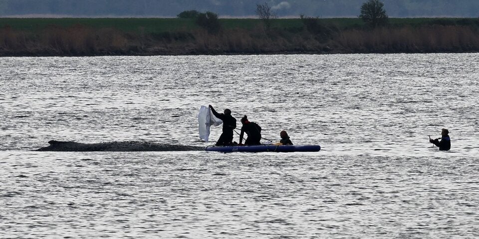 Rettung von Buckelwal Timmy