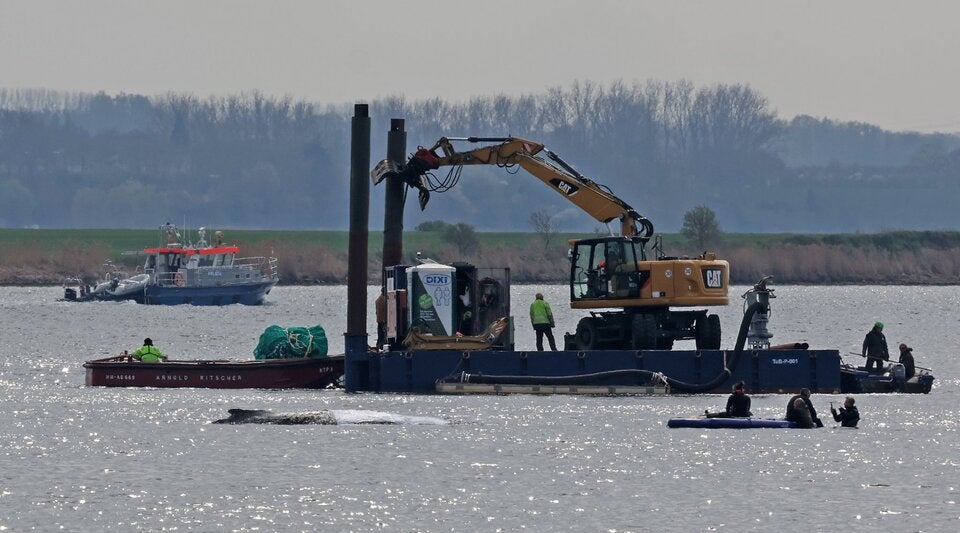 Rettung von Buckelwal Timmy