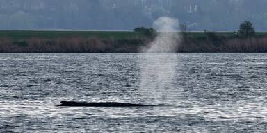 Rettung von Buckelwal Timmy