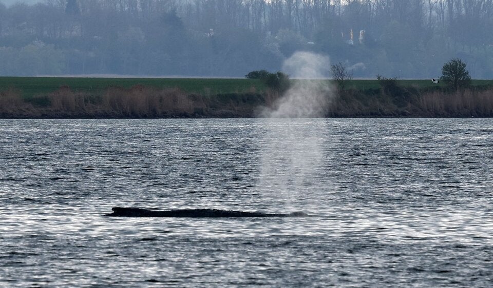 Rettung von Buckelwal Timmy