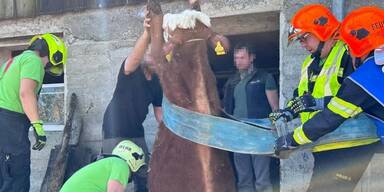 Stier aus Betonschacht gerettet