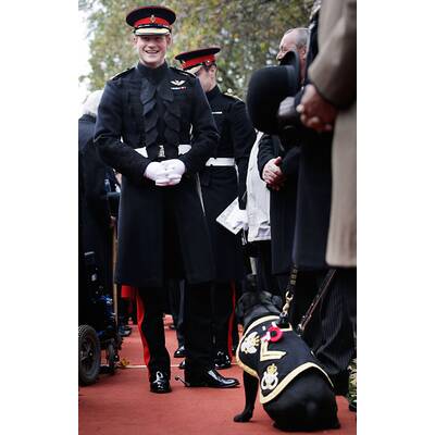 Prinz Harry ehrt gefallene Soldaten