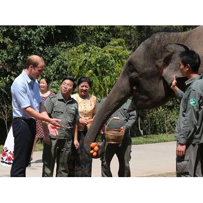 Prinz William besucht Elefanten-Schutzgebiet