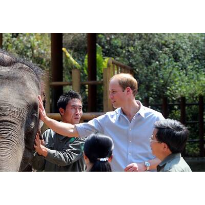 Prinz William besucht Elefanten-Schutzgebiet