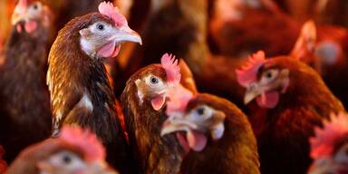 Vogelgrippe-Alarm in ganz &Ouml;sterreich