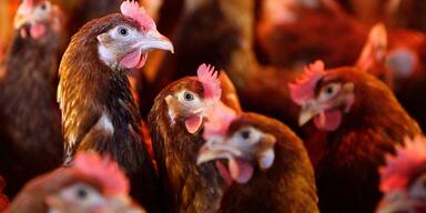 Vogelgrippe: Bereits f&uuml;nf Betriebe in N&Ouml; betroffen