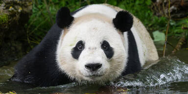 Pandas Tiergarten Sch&ouml;nbrunn
