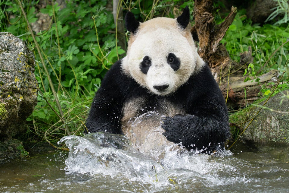 Pandas Tiergarten Schönbrunn