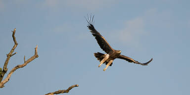 81 Jungv&ouml;gel: Bruterfolg st&auml;rkt Kaiseradler-Bestand