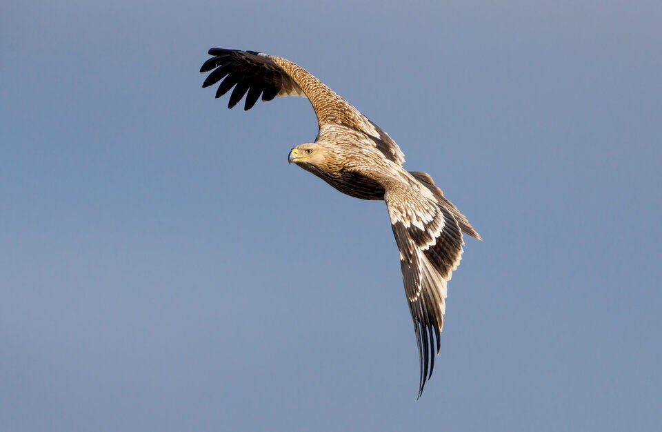 81 Jungvögel: Bruterfolg stärkt Kaiseradler-Bestand