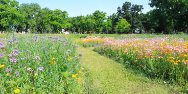 Am Friedhof Feuerhalle Simmering werden ab dem Frühjahr 2026 Blumenwiesengräber für Urnen angeboten.  