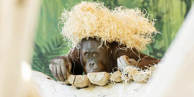 Neues Orang-Utan-M&auml;nnchen soll in Sch&ouml;nbrunn f&uuml;r Nachwuchs sorgen