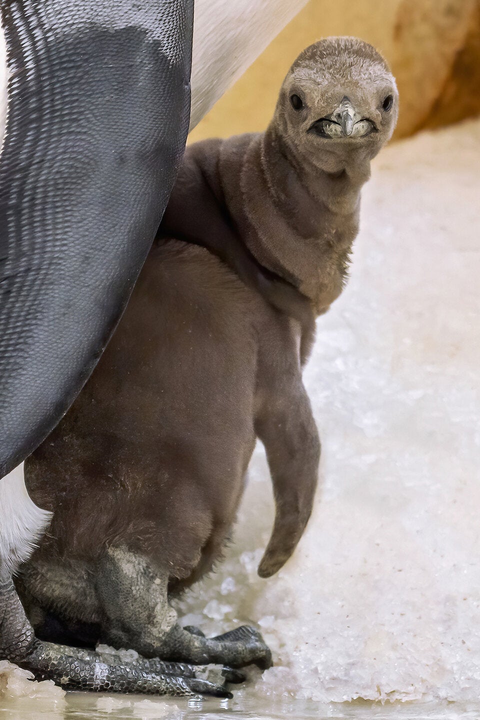 Nachwuchs bei den Königspinguinen in Schönbrunn