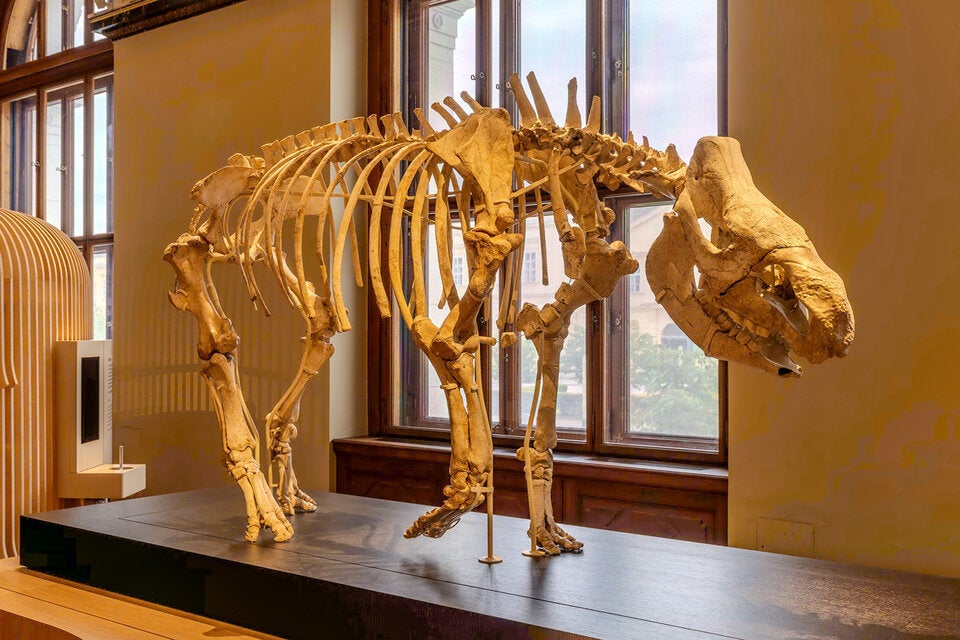 Stephanorhinus hundsheimensis, 700.000 Jahre alt. Das Hundsheimer Nashorn lebte vor 700.000 während einer Warmzeit in Europa.