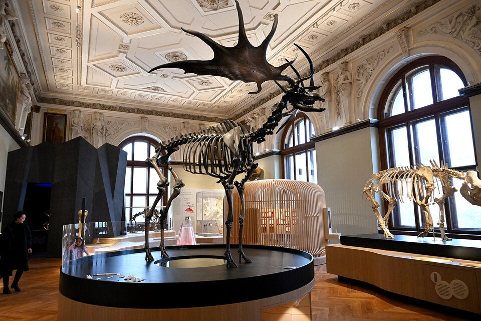 Mit zwei Metern Schulterhöhe zählte der Riesenhirsch zu den größten Tieren in den eiszeitlichen Steppen Europas.  