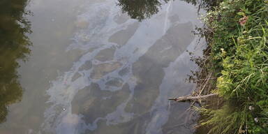 Schimmernde &Ouml;lschlieren auf der Triesting in Pottenstein