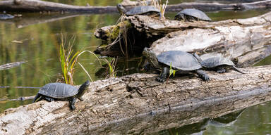 Schildkröten