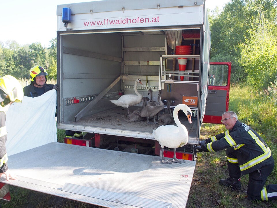 Verirrte Schwanenfamilie gerettet