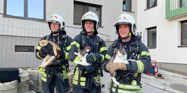 Katzen gerettet