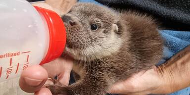 Vier Otter-Babys in Haringsee