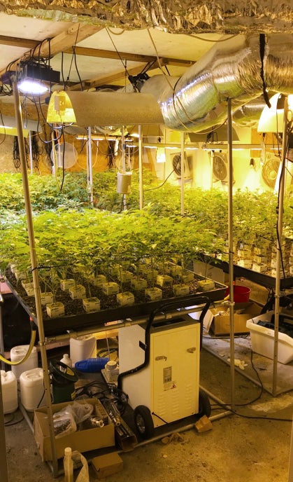 Indoor Plantage Cannabis