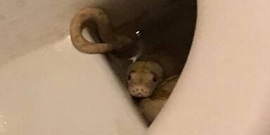 Nach Vorf&auml;llen in &Ouml;sterreich: Darum sind die Schlangen los