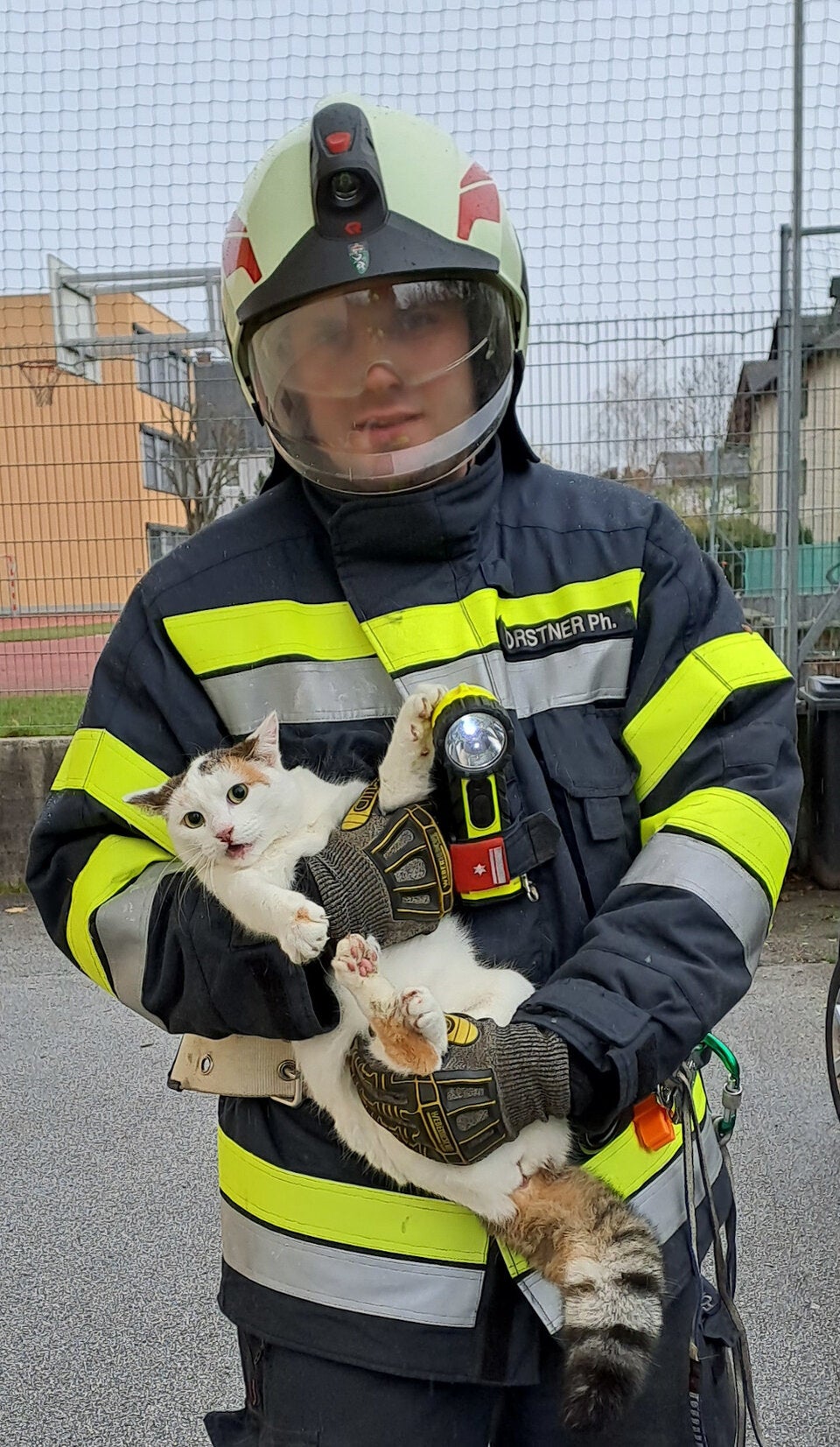 Katze ''Minki'' saß auf Tanne fest: Rettung durch Feuerwehr