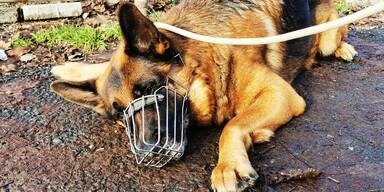 Die Tierrettung hat einen Sch&auml;ferhund mit Verletzungen von einem sogenannten Korallenhalsband aus einem Grazer Haushalt abgeholt.&nbsp;