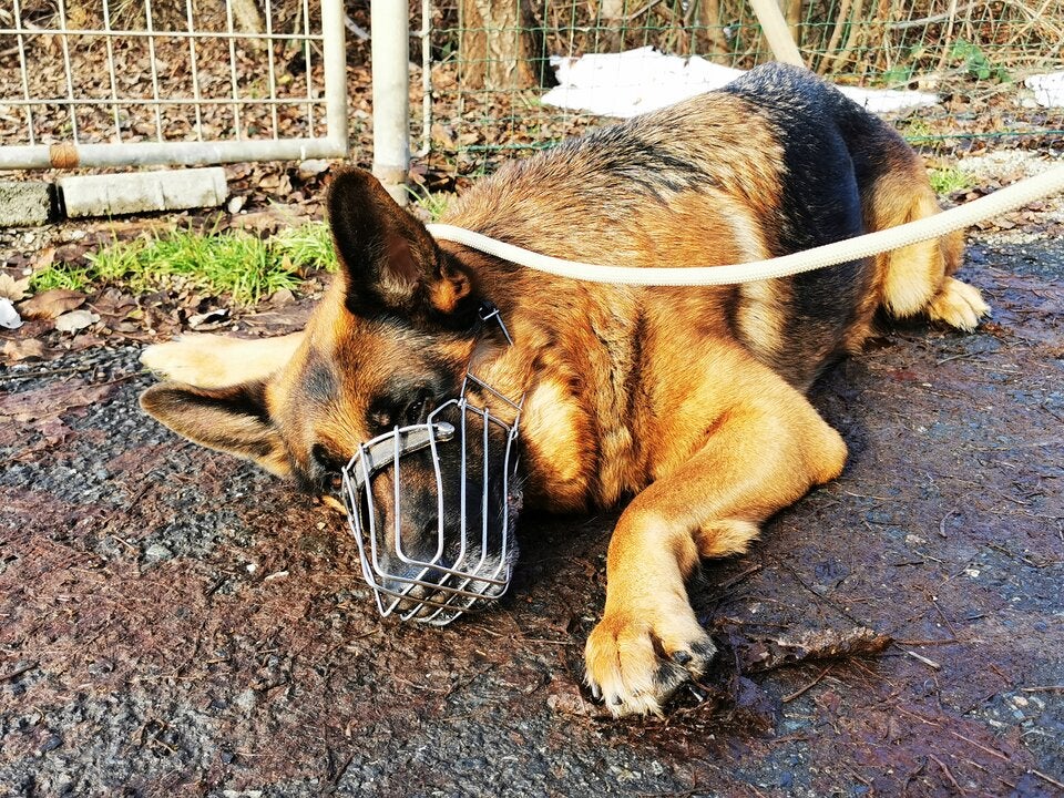 Die Tierrettung hat einen Schäferhund mit Verletzungen von einem sogenannten Korallenhalsband aus einem Grazer Haushalt abgeholt.  