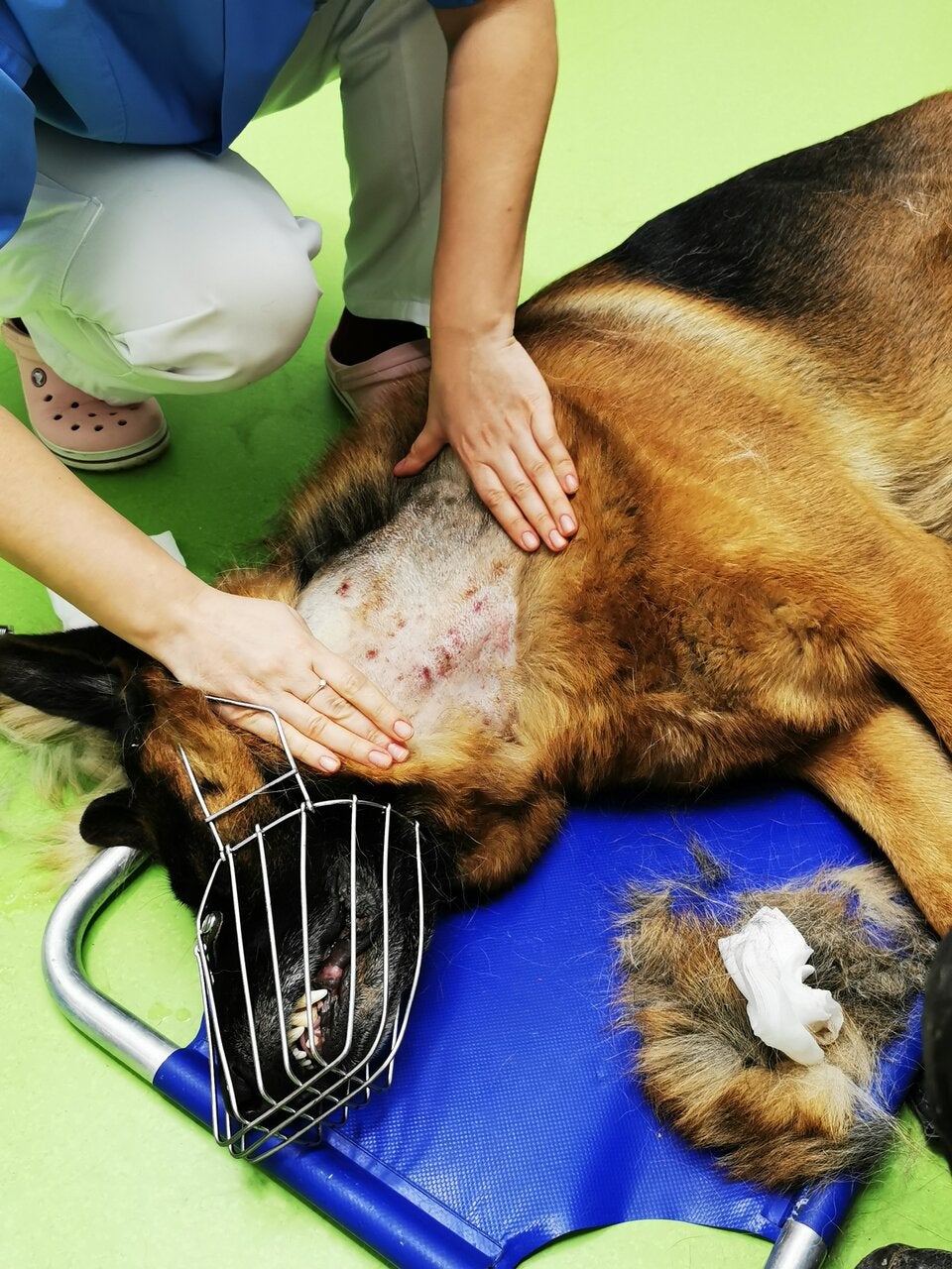 Tierquäler legte Hund Stachelhalsband an