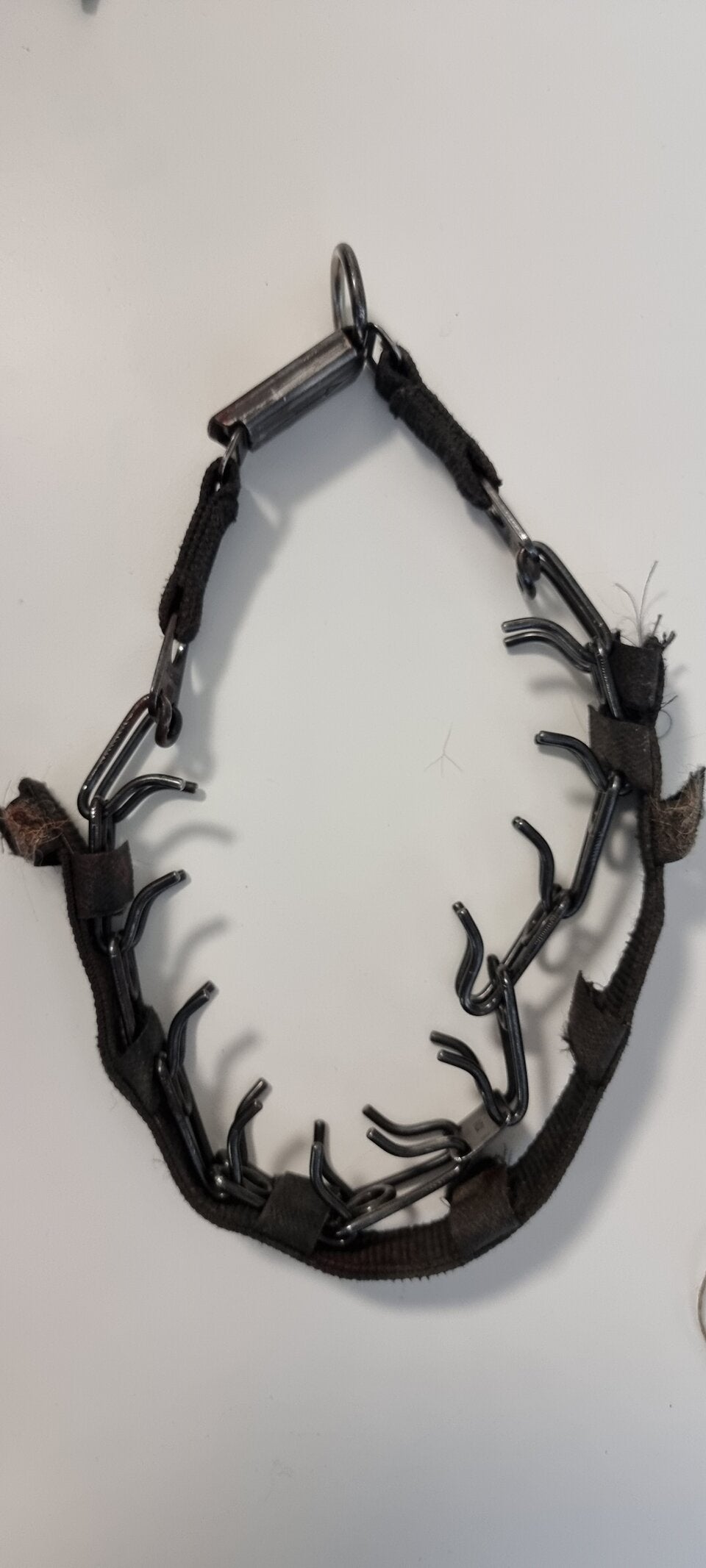 Tierquäler legte Hund Stachelhalsband an