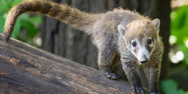 Nasenb&auml;r-Nachwuchs