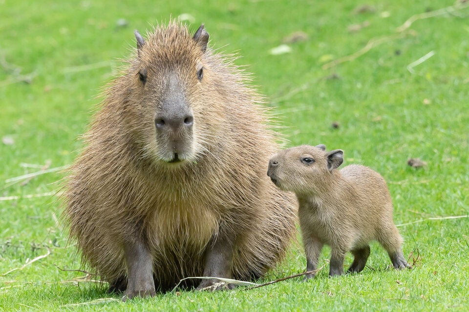 So süß! Wasserschein-Babys im Tiergarten Schönbrunn